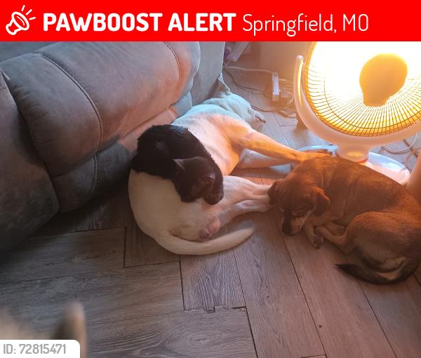 Lost Male Cat last seen Campbell/ High, Springfield, MO 65807