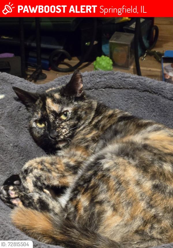 Lost Female Cat last seen Beach View Lane off West Lake near Lincoln Land Community College, Springfield, IL 62712