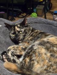 Lost Female Cat last seen Beach View Lane off West Lake near Lincoln Land Community College, Springfield, IL 62712