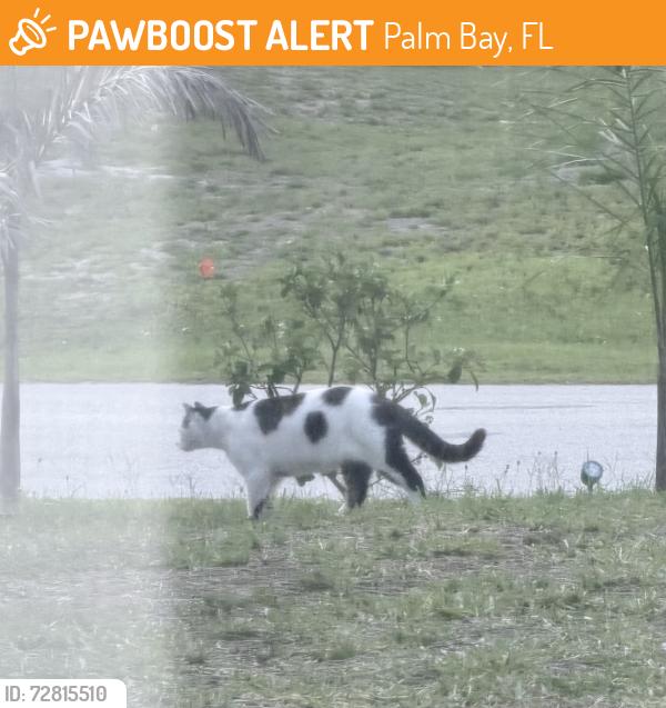 Found/Stray Unknown Cat last seen Lynbrook st nw Palm Bay FL 32907, Palm Bay, FL 32907