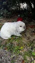Lost Male Rabbit last seen Spanish trail , Pensacola, FL 32504