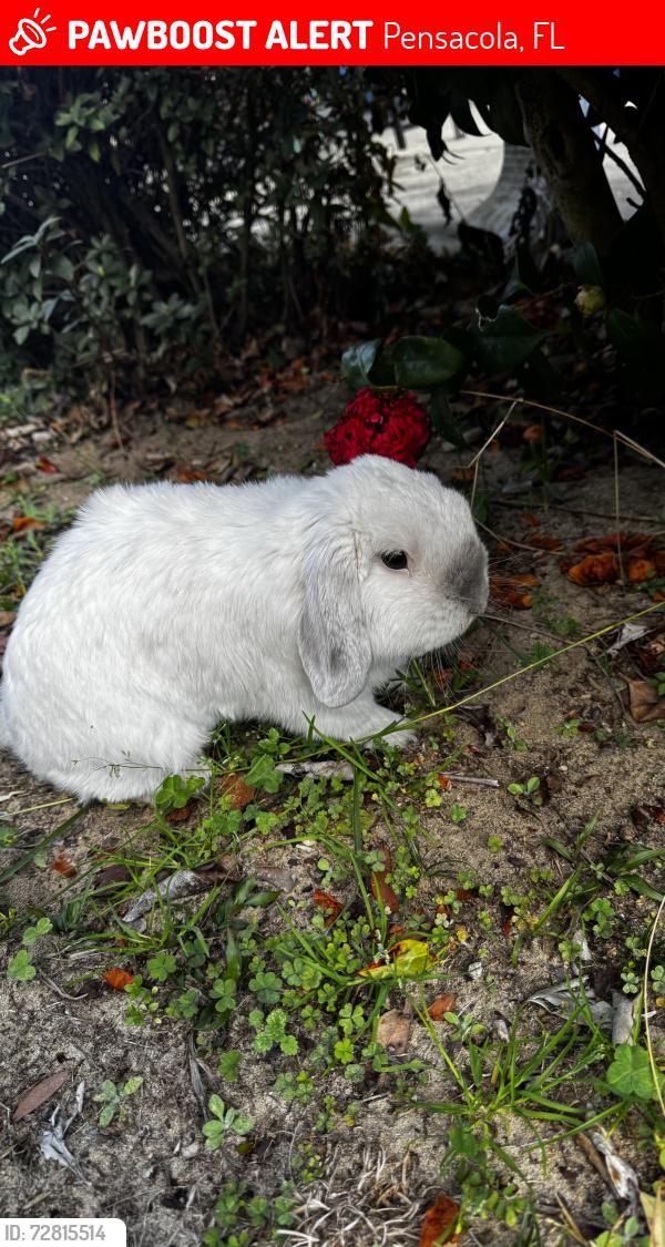 Lost Male Rabbit last seen Spanish trail , Pensacola, FL 32504