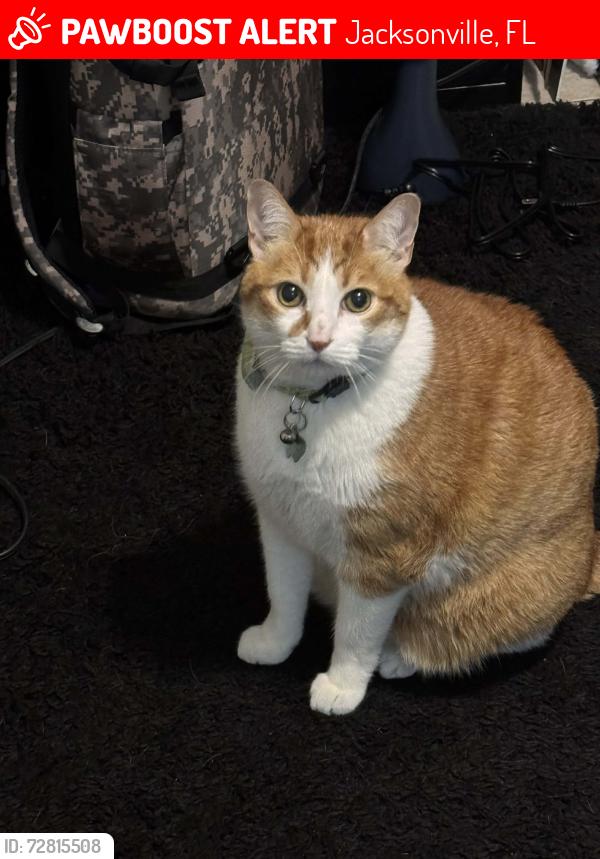 Lost Male Cat last seen Indian lakes dr and ricker, Jacksonville, FL 32210