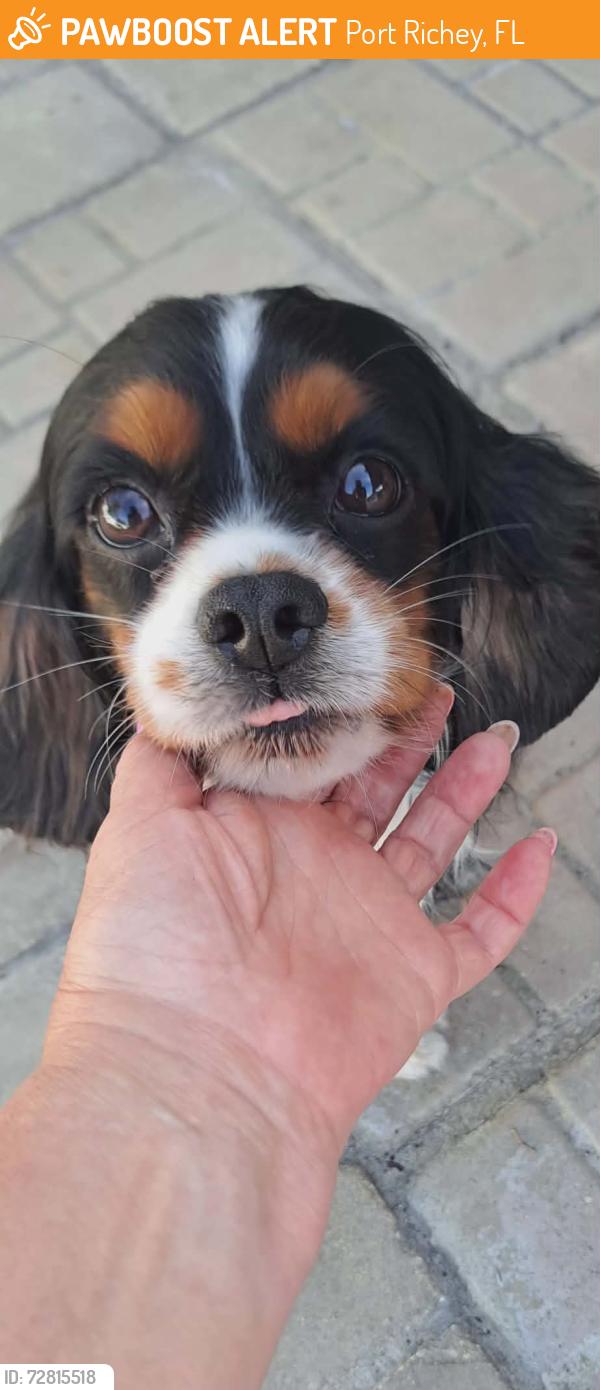 Found/Stray Male Dog last seen Norwood ave port Richey , Port Richey, FL 34668