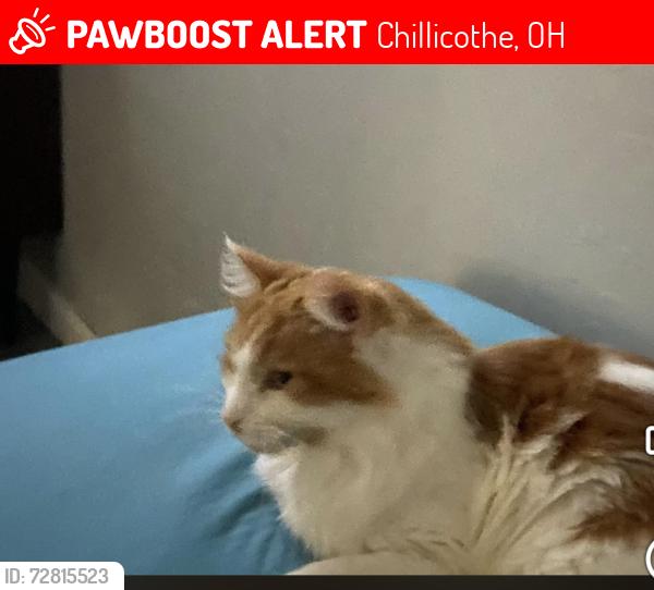 Lost Male Cat last seen Belleview ave , Chillicothe, OH 45601