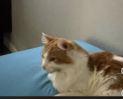 Lost Male Cat last seen Belleview ave , Chillicothe, OH 45601