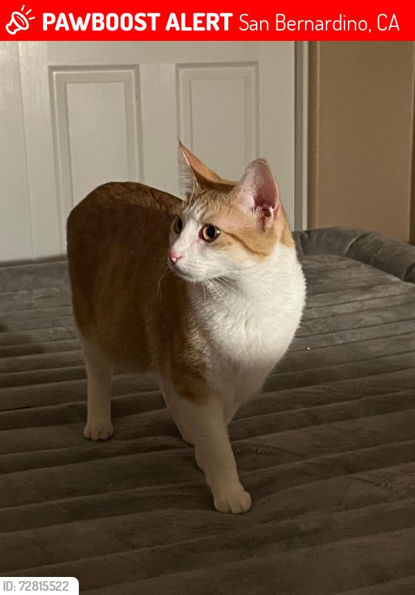 Lost Female Cat last seen W meyers rd, San Bernardino, CA 92407