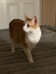 Lost Female Cat last seen W meyers rd, San Bernardino, CA 92407
