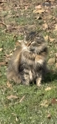Lost Female Cat last seen WhiteOak highschool , White Oak, TX 75693