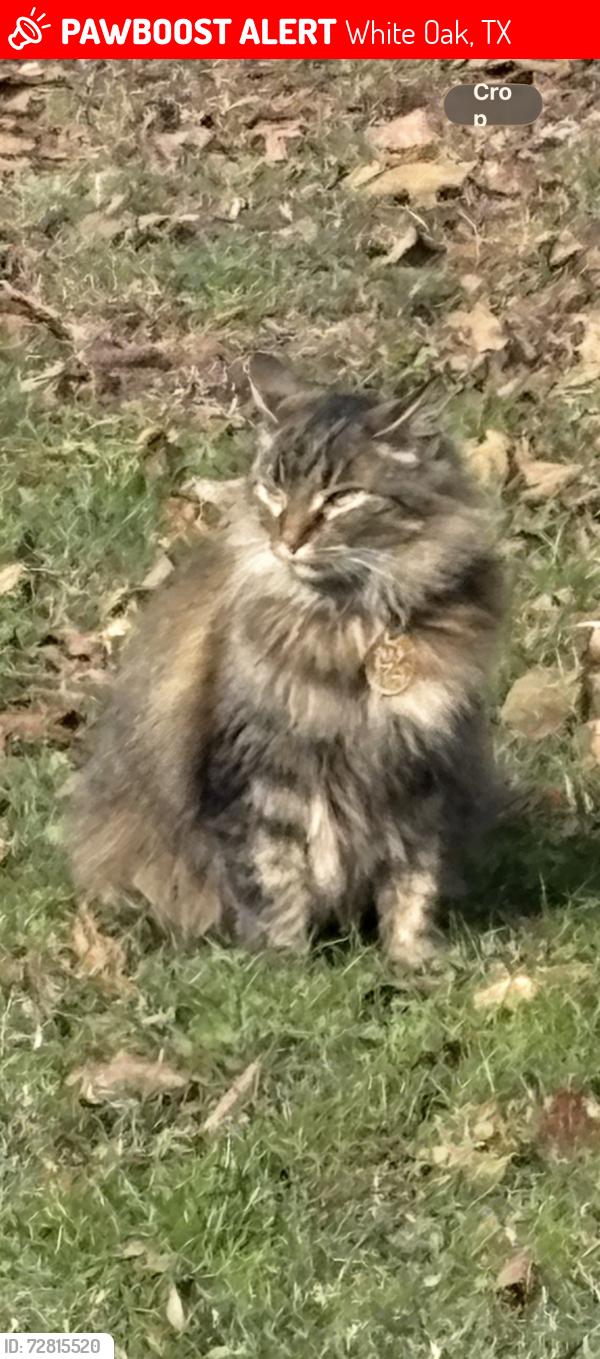 Lost Female Cat last seen WhiteOak highschool , White Oak, TX 75693