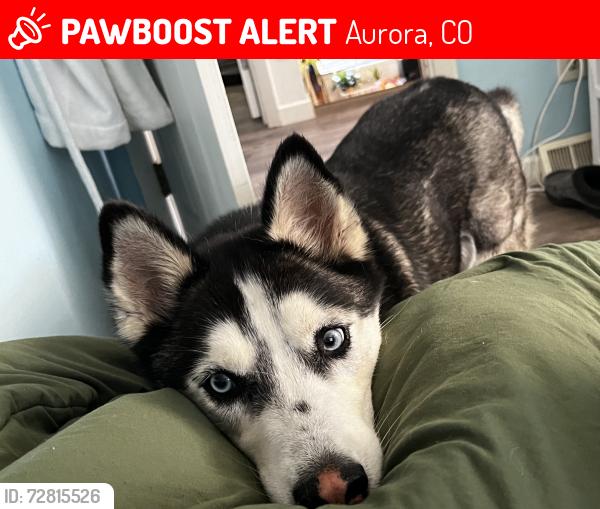 Lost Female Dog last seen Hampden and Chambers, Aurora, CO 80014
