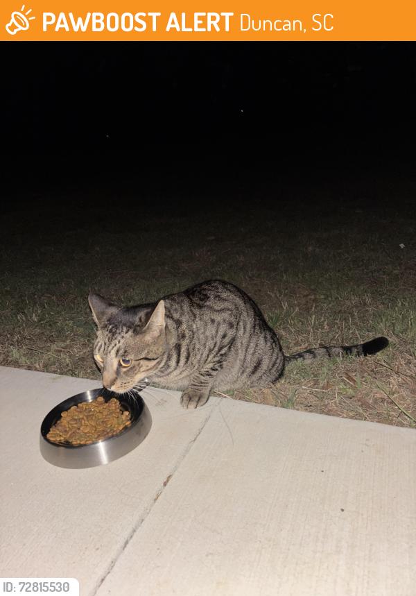Found/Stray Unknown Cat last seen Near pine ridge rd, in our yard, Duncan, SC 29334