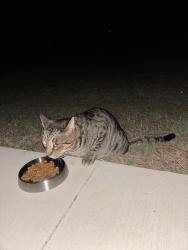 Found/Stray Unknown Cat last seen Near pine ridge rd, in our yard, Duncan, SC 29334