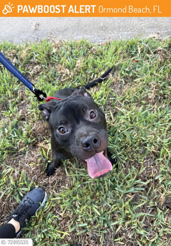 Found/Stray Male Dog last seen Found off of Arroyo Pkwy, Ormond Beach, FL 32174