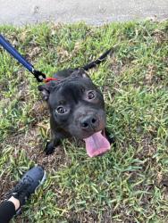 Found/Stray Male Dog last seen Found off of Arroyo Pkwy, Ormond Beach, FL 32174