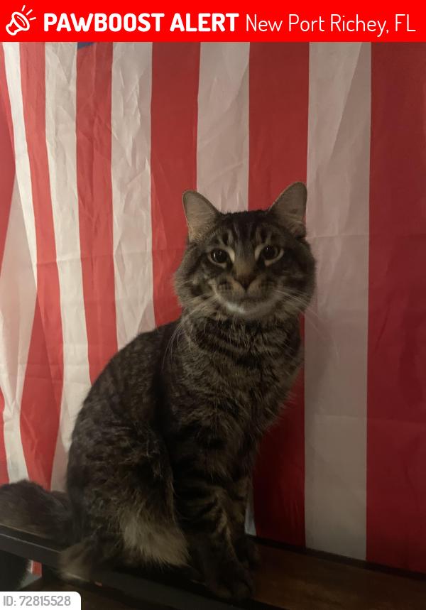 Lost Male Cat last seen trouble creek , New Port Richey, FL 34653