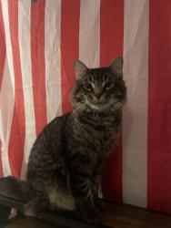 Lost Male Cat last seen trouble creek , New Port Richey, FL 34653