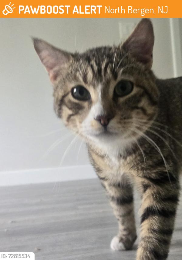 Found/Stray Unknown Cat last seen 48th St & Tonnelle Ave, North Bergen, NJ 07047