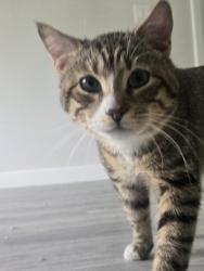 Found/Stray Unknown Cat last seen 48th St & Tonnelle Ave, North Bergen, NJ 07047