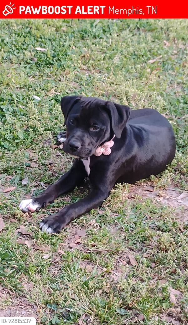 Lost Female Dog last seen Vernon Av , Memphis, TN 38122