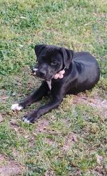 Lost Female Dog last seen Vernon Av , Memphis, TN 38122