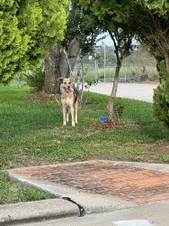 Found/Stray Female Dog last seen Westington Ln and Ince Ln. hangs out near the gate to the man made lake? Reservoir?, Houston, TX 77040