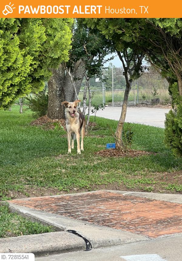 Found/Stray Female Dog last seen Westington Ln and Ince Ln. hangs out near the gate to the man made lake? Reservoir?, Houston, TX 77040