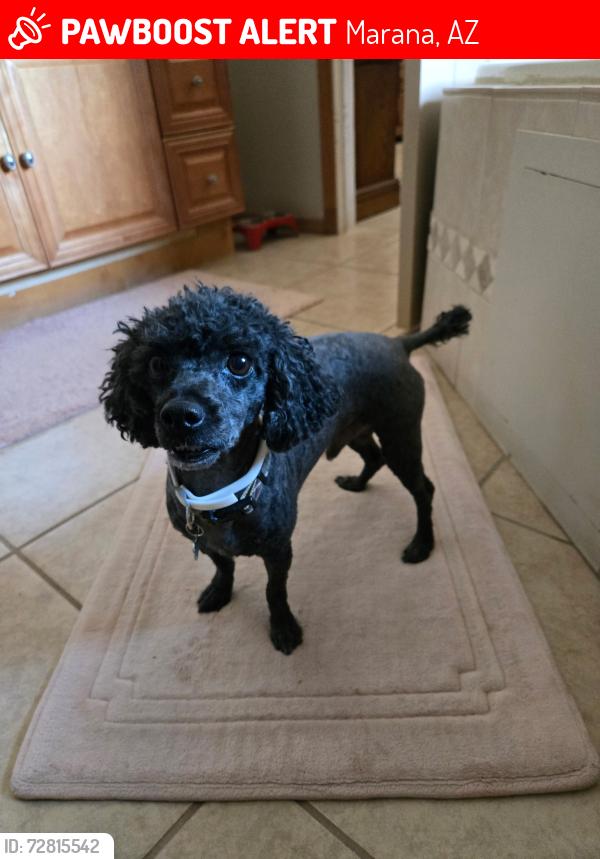 Lost Male Dog last seen burruel creek lane and w clark farms blvd, Marana, AZ 85653