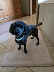 Lost Male Dog last seen burruel creek lane and w clark farms blvd, Marana, AZ 85653