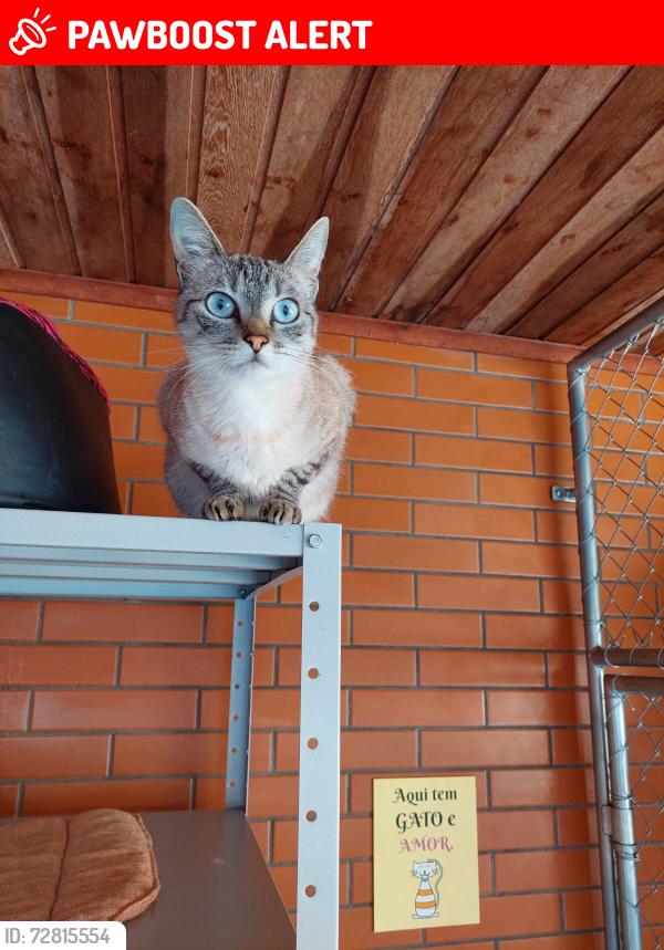 Lost Female Cat last seen Jardim das Américas , Jardim das Américas, PR 81540-280
