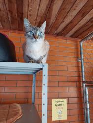 Lost Female Cat last seen Jardim das Américas , Jardim das Américas, PR 81540-280