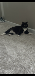Lost Female Cat last seen Lewis and Clark Village of Dardenne , O'Fallon, MO 63368