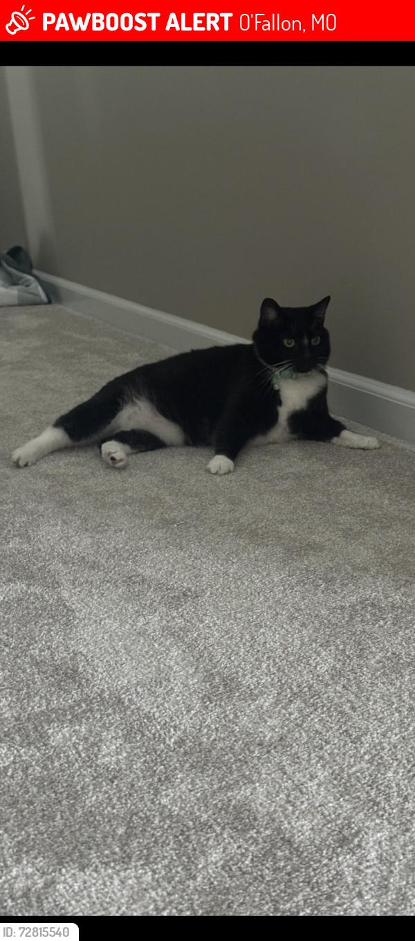 Lost Female Cat last seen Lewis and Clark Village of Dardenne , O'Fallon, MO 63368