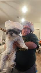 Lost Male Dog last seen Rosewood and Hildebrand , San Antonio, TX 78201