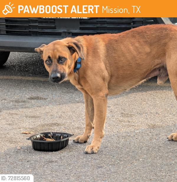 Found/Stray Male Dog last seen Planet Fitness Parking lot , Mission, TX 78572