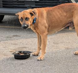 Found/Stray Male Dog last seen Planet Fitness Parking lot , Mission, TX 78572