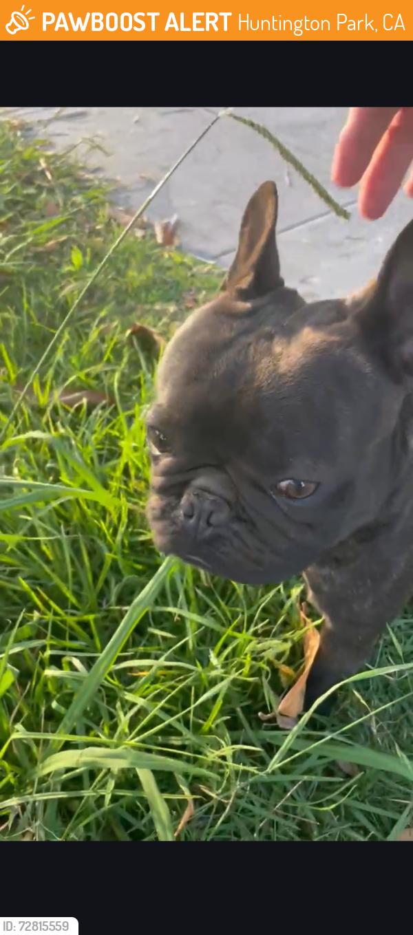Found/Stray Male Dog last seen Saturn Ave & Bell Ave, Huntington Park, CA 90255