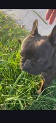 Found/Stray Male Dog last seen Saturn Ave & Bell Ave, Huntington Park, CA 90255