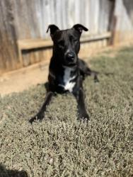 Lost Male Dog last seen ., Stevinson, CA 95374
