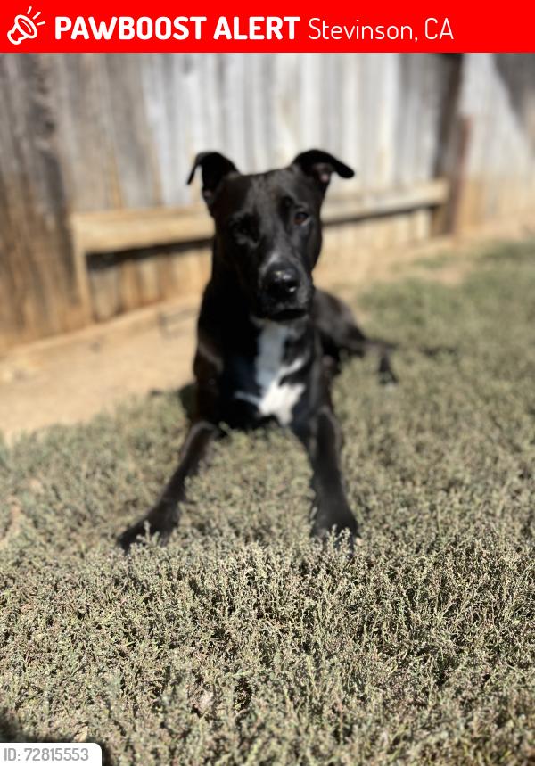 Lost Male Dog last seen ., Stevinson, CA 95374