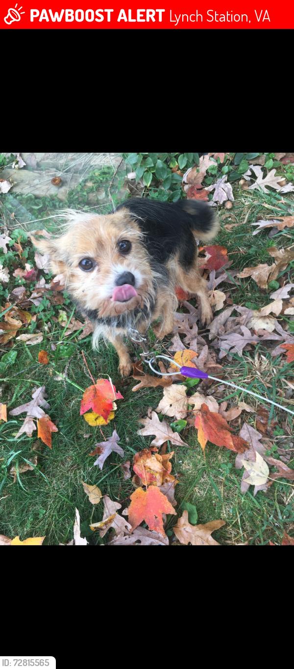 Lost Female Dog last seen Mount Herman Church , Lynch Station, VA 24571