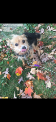 Lost Female Dog last seen Mount Herman Church , Lynch Station, VA 24571
