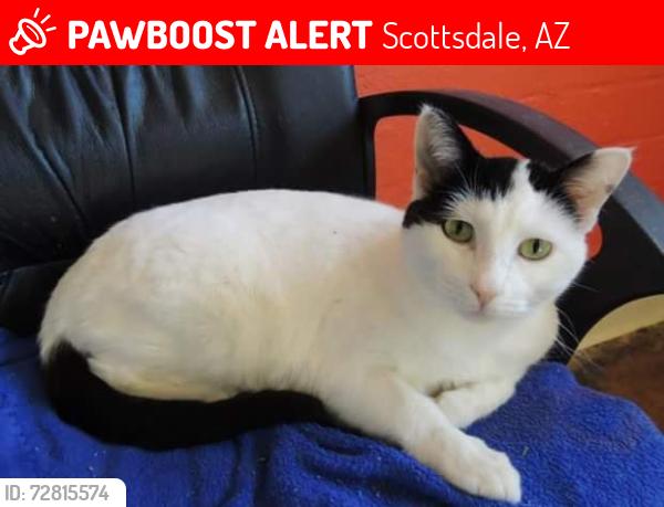 Lost Female Cat last seen Miller and Chapparal, Scottsdale, AZ 85018