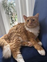 Lost Male Cat last seen Rivergate ridge , Sevierville, TN 37862