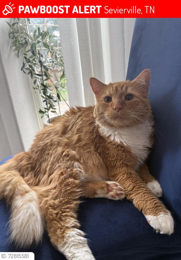 Lost Male Cat last seen Rivergate ridge , Sevierville, TN 37862