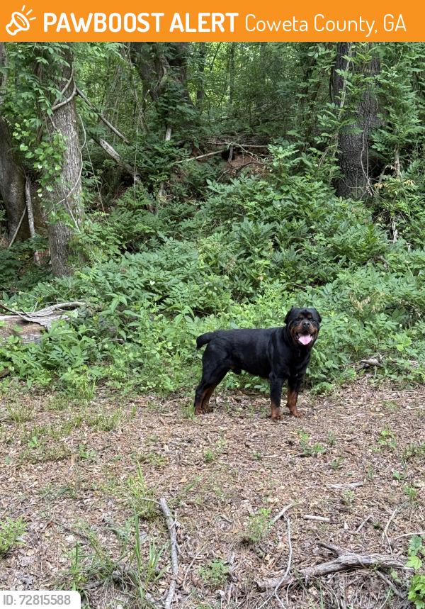 Found/Stray Male Dog last seen Chandler rd Newnan, Ga , Coweta County, GA 30263