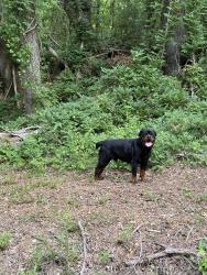 Found/Stray Male Dog last seen Chandler rd Newnan, Ga , Coweta County, GA 30263
