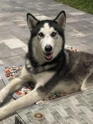 Found/Stray Male Dog last seen 16th Street Dip Roads, Lehigh Acres, FL 33936