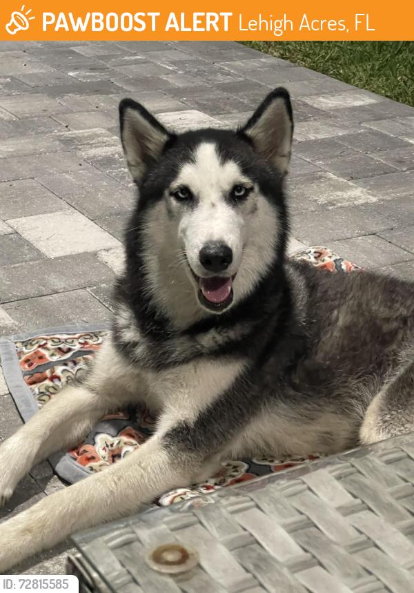 Found/Stray Male Dog last seen 16th Street Dip Roads, Lehigh Acres, FL 33936