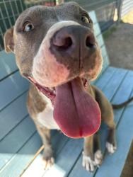 Shelter Stray Female Dog last seen Bexar County, New Braunfels, TX 78130